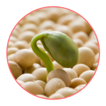 Экстракт сои