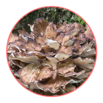 Маитаке порошок