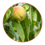 Экстракт листа персика