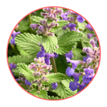 Экстракт листа мелиссы