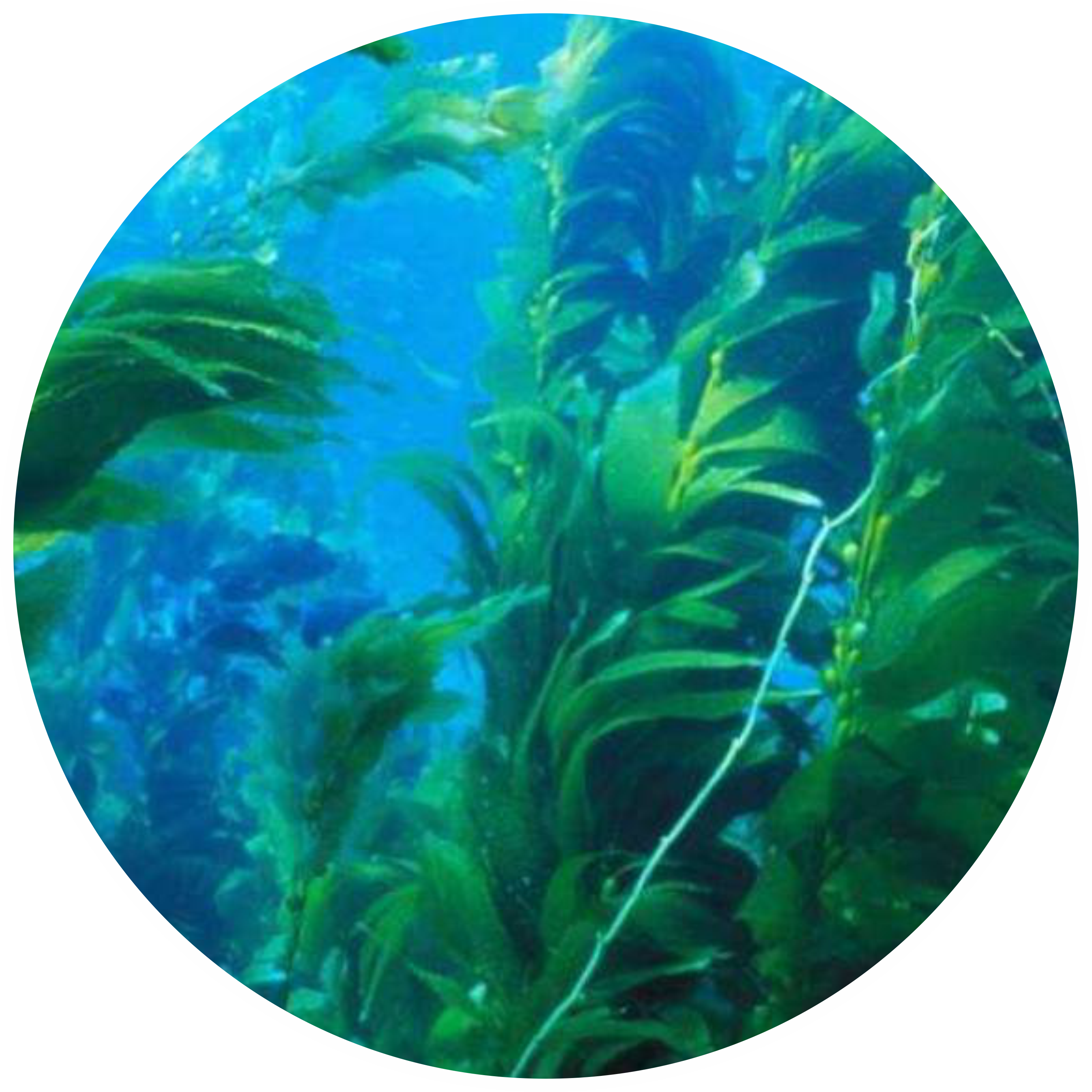 Изображение водоросли по водой