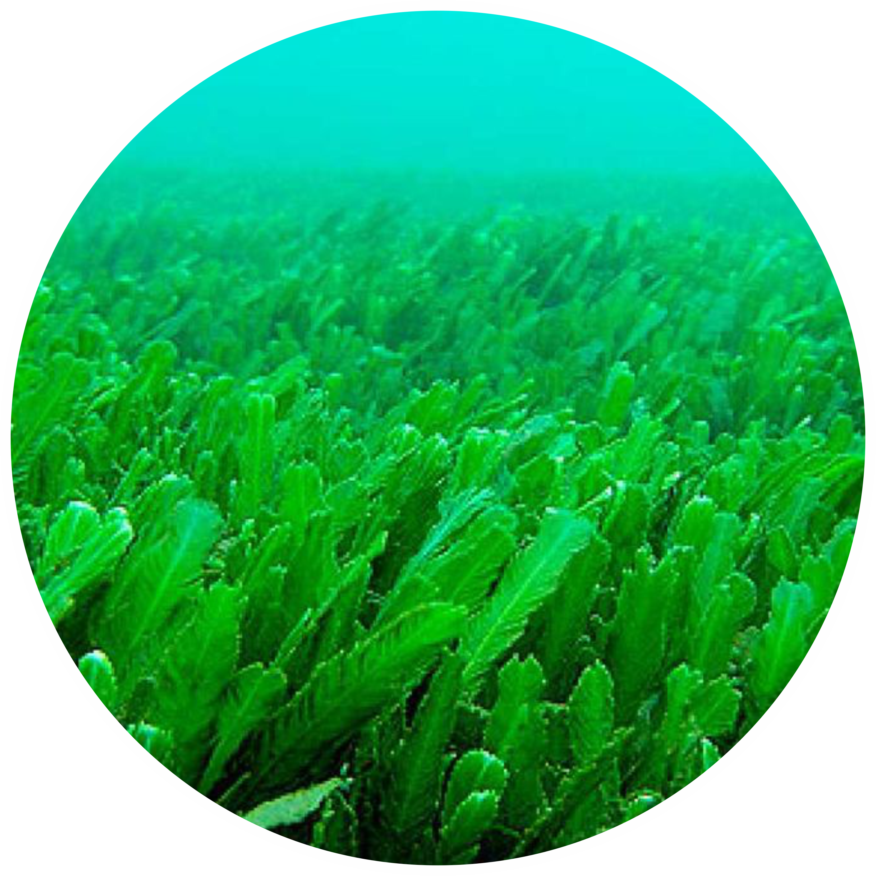 Изображение водоросли по водой